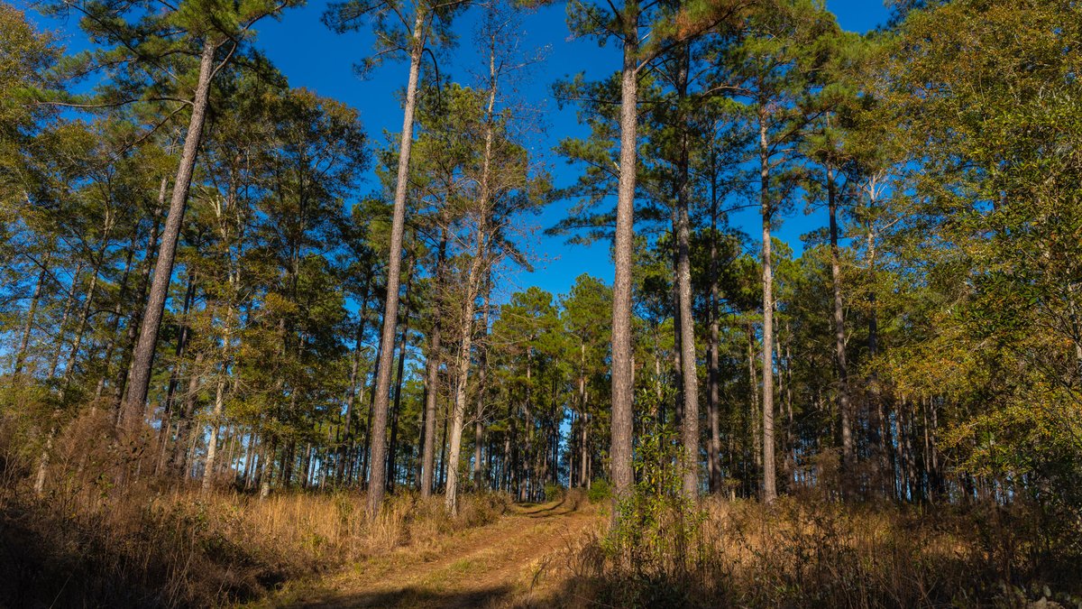 Image for The Autry Farm Property - 160.5+/- Total Acres - Colquitt & Mitchell Counties, Georgia
