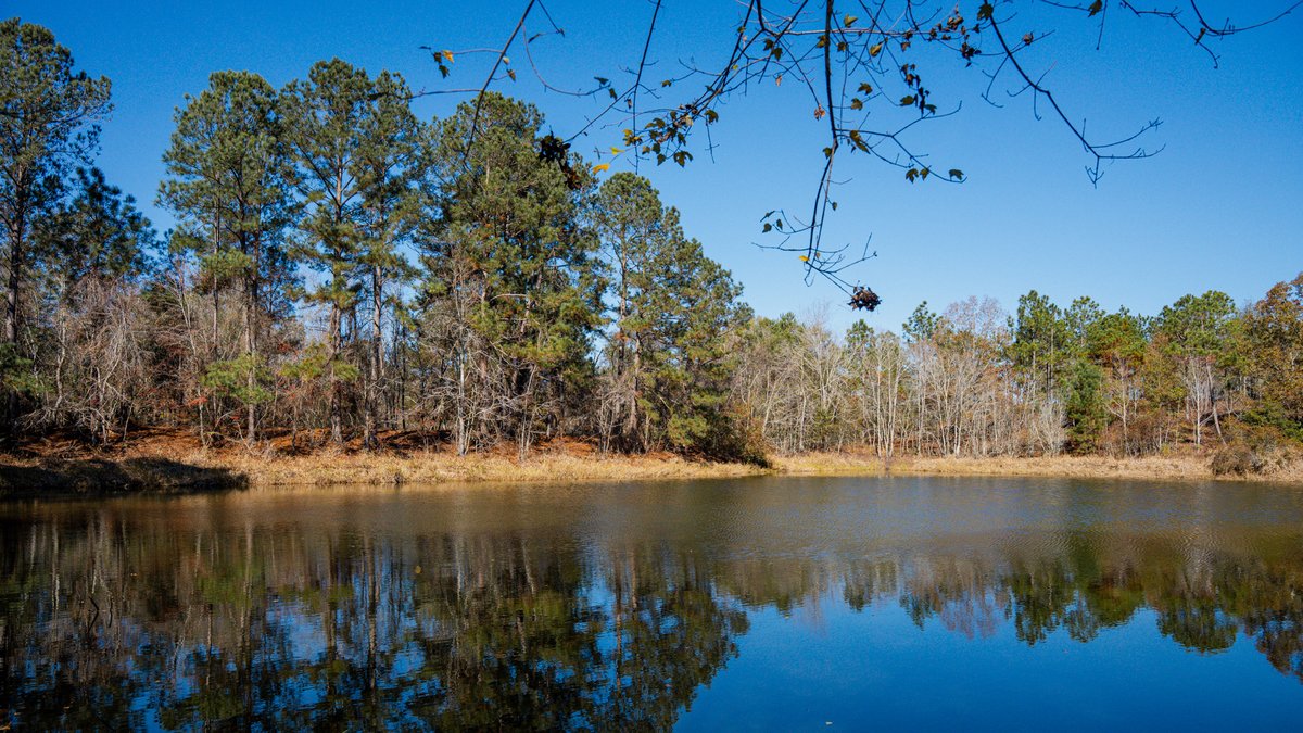 Image for Swallow Lane Farm - 157± Acres - Irwin County, Georgia - Income-Producing Row Crop Farmland & Recreational Retreat