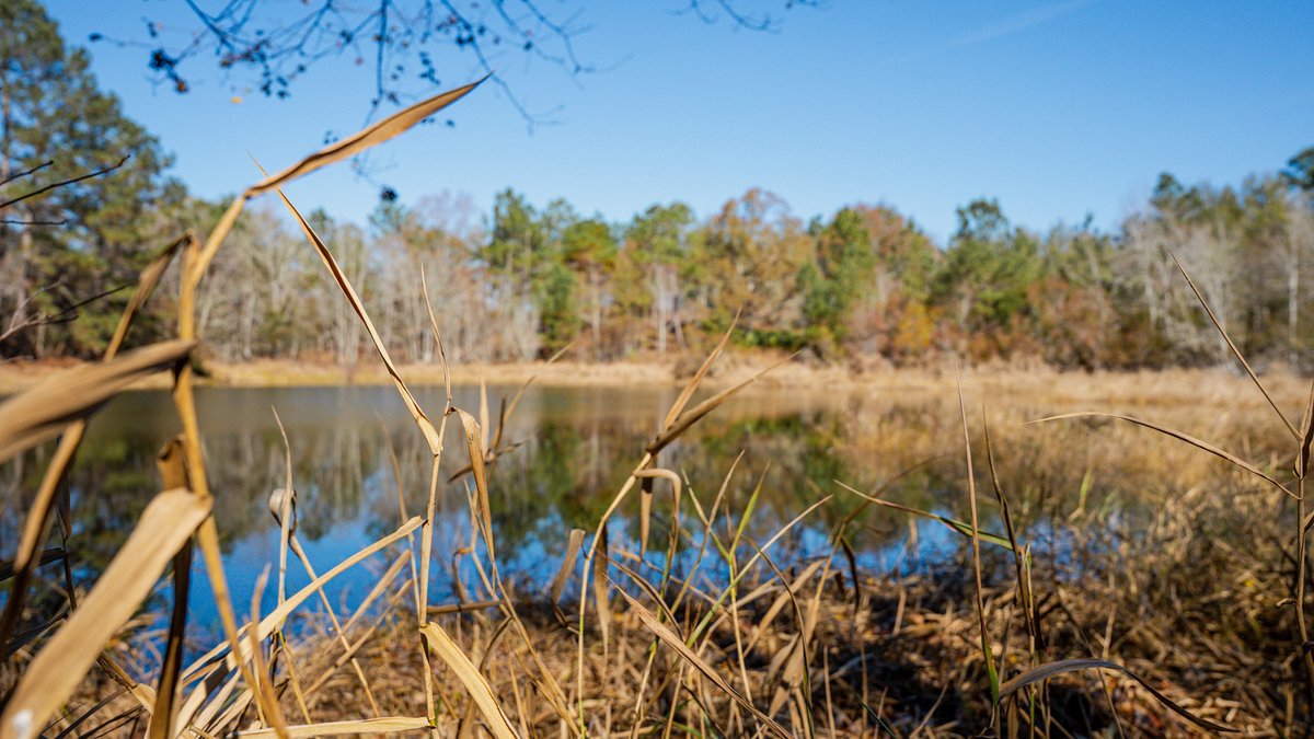Image for Swallow Lane Farm - 157± Acres - Irwin County, Georgia - Income-Producing Row Crop Farmland & Recreational Retreat