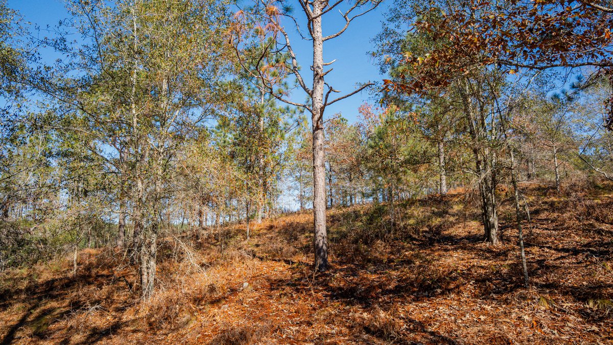 Image for Swallow Lane Farm - 157± Acres - Irwin County, Georgia - Income-Producing Row Crop Farmland & Recreational Retreat