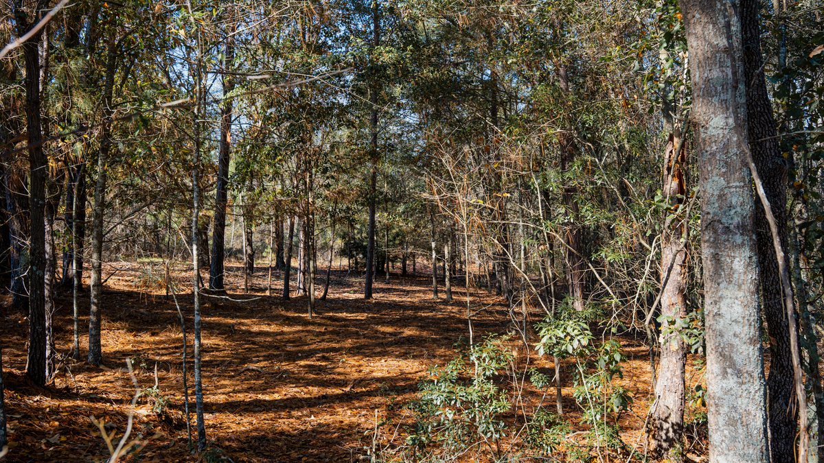Image for Swallow Lane Farm - 157± Acres - Irwin County, Georgia - Income-Producing Row Crop Farmland & Recreational Retreat