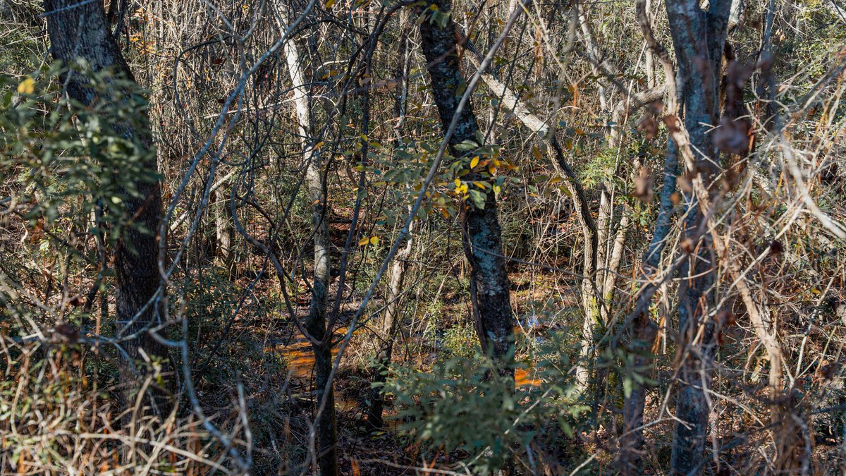 Image for Swallow Lane Farm - 157± Acres - Irwin County, Georgia - Income-Producing Row Crop Farmland & Recreational Retreat