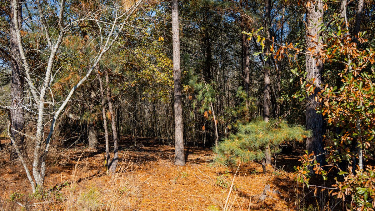 Image for Swallow Lane Farm - 157± Acres - Irwin County, Georgia - Income-Producing Row Crop Farmland & Recreational Retreat