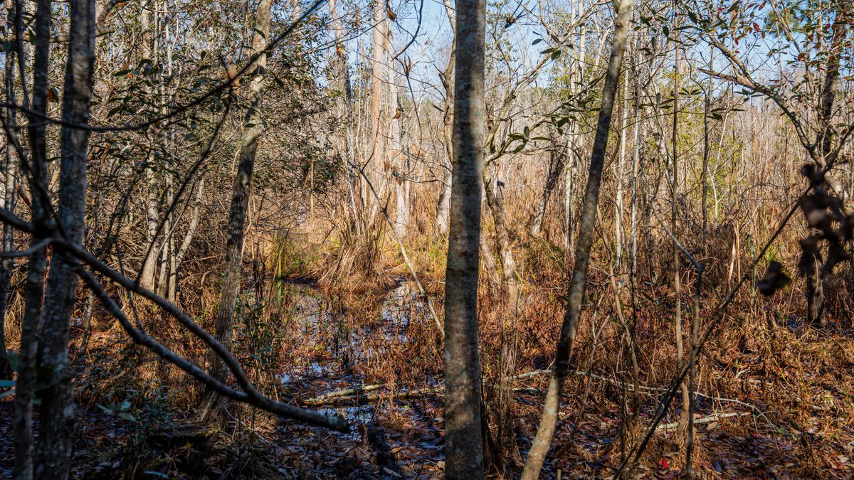 Image for Swallow Lane Farm - 157± Acres - Irwin County, Georgia - Income-Producing Row Crop Farmland & Recreational Retreat