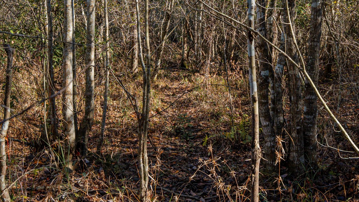 Image for Swallow Lane Farm - 157± Acres - Irwin County, Georgia - Income-Producing Row Crop Farmland & Recreational Retreat