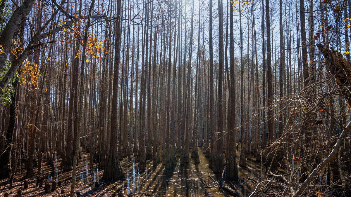 Image for Swallow Lane Farm - 157± Acres - Irwin County, Georgia - Income-Producing Row Crop Farmland & Recreational Retreat