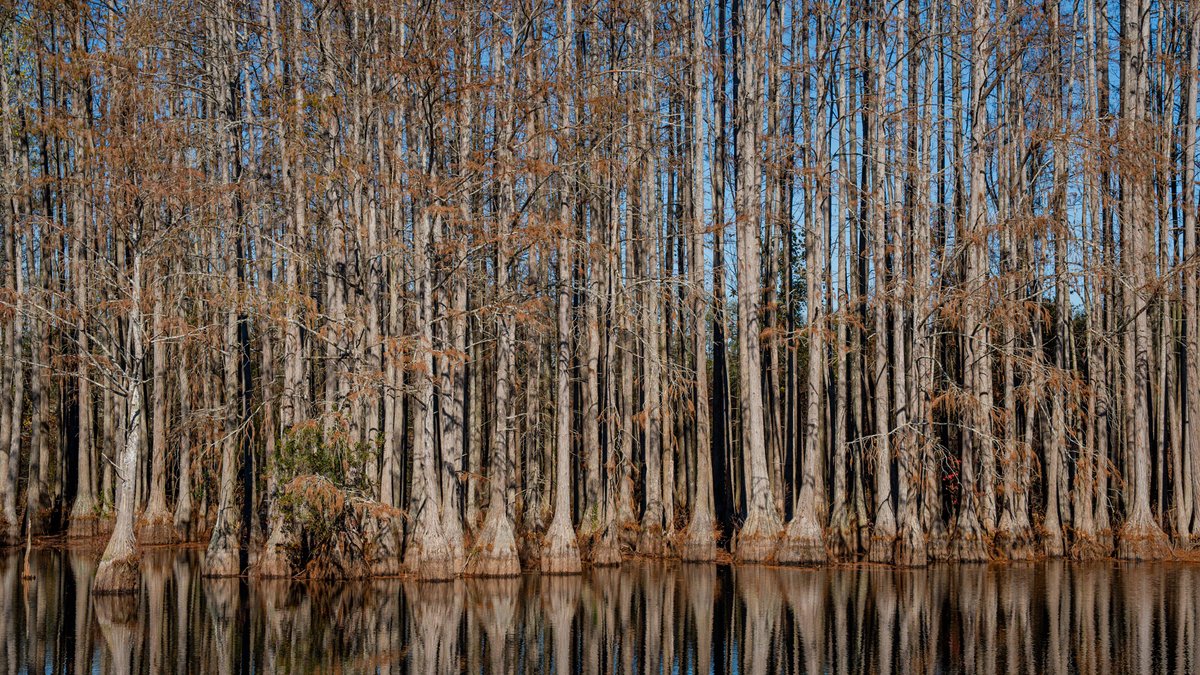 Image for Swallow Lane Farm - 157± Acres - Irwin County, Georgia - Income-Producing Row Crop Farmland & Recreational Retreat
