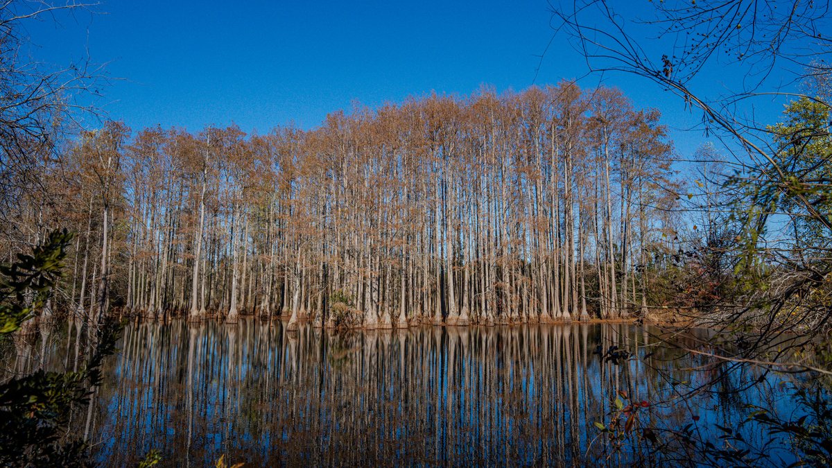 Image for Swallow Lane Farm - 157± Acres - Irwin County, Georgia - Income-Producing Row Crop Farmland & Recreational Retreat