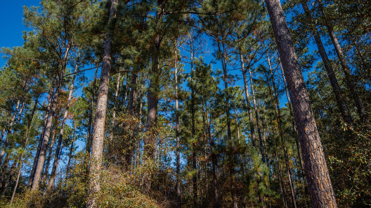 Image for Swallow Lane Farm - 157± Acres - Irwin County, Georgia - Income-Producing Row Crop Farmland & Recreational Retreat