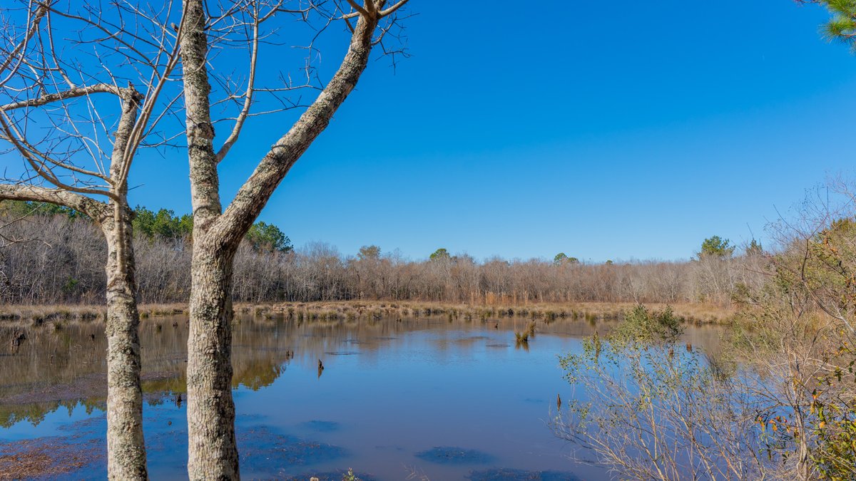 Image for 294+/- Acres – Hester Farm - Exceptional Hunting Opportunity - Versatile Farmland, Timber, & Ponds Offered Divided & as a Whole