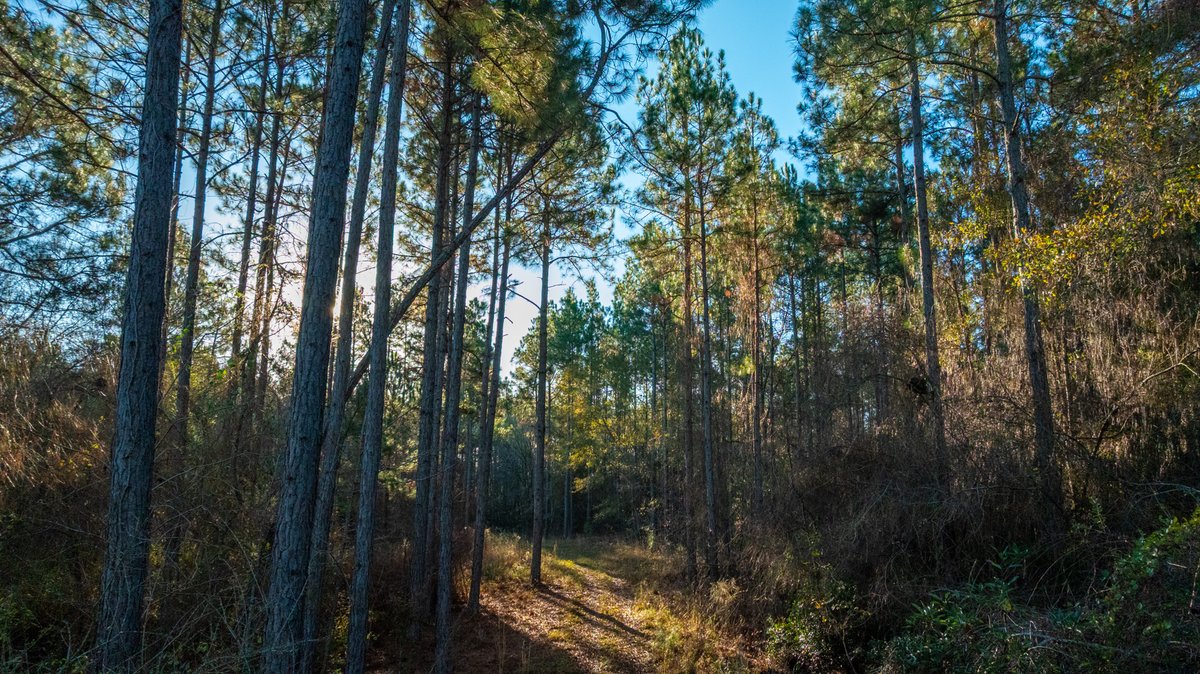 Image for 294+/- Acres – Hester Farm - Exceptional Hunting Opportunity - Versatile Farmland, Timber, & Ponds Offered Divided & as a Whole