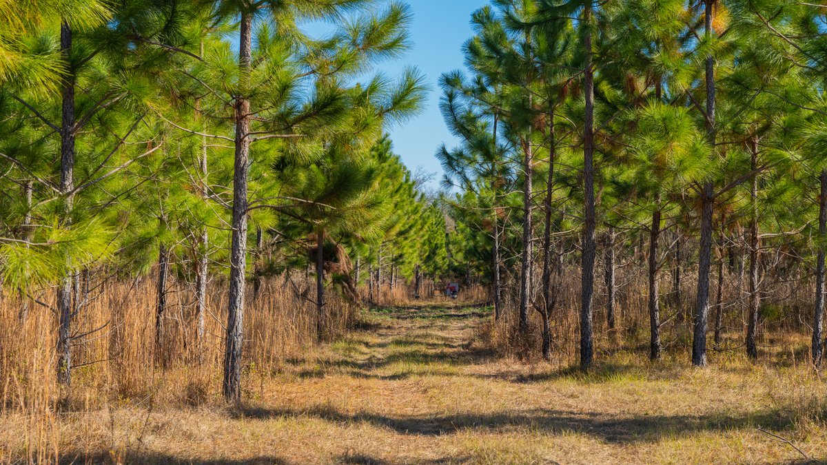 Image for 294+/- Acres – Hester Farm - Exceptional Hunting Opportunity - Versatile Farmland, Timber, & Ponds Offered Divided & as a Whole