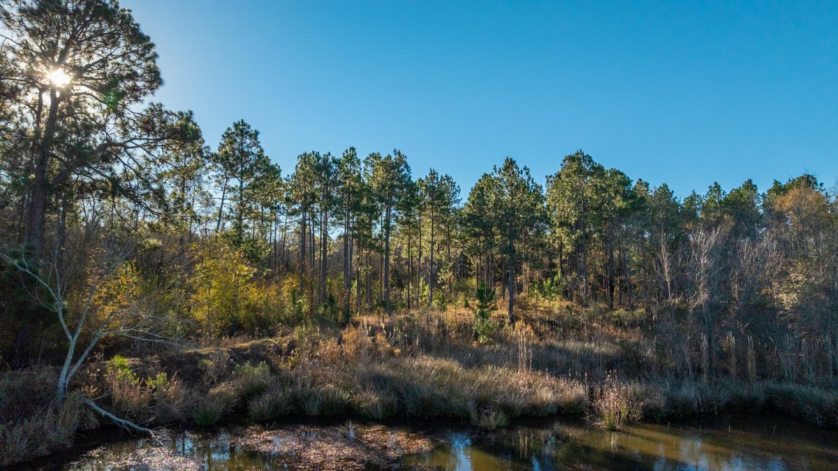 Image for 294+/- Acres – Hester Farm - Exceptional Hunting Opportunity - Versatile Farmland, Timber, & Ponds Offered Divided & as a Whole