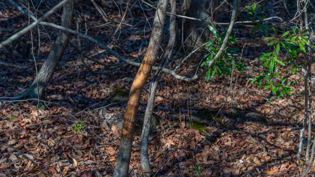 Image for 294+/- Acres – Hester Farm - Exceptional Hunting Opportunity - Versatile Farmland, Timber, & Ponds Offered Divided & as a Whole