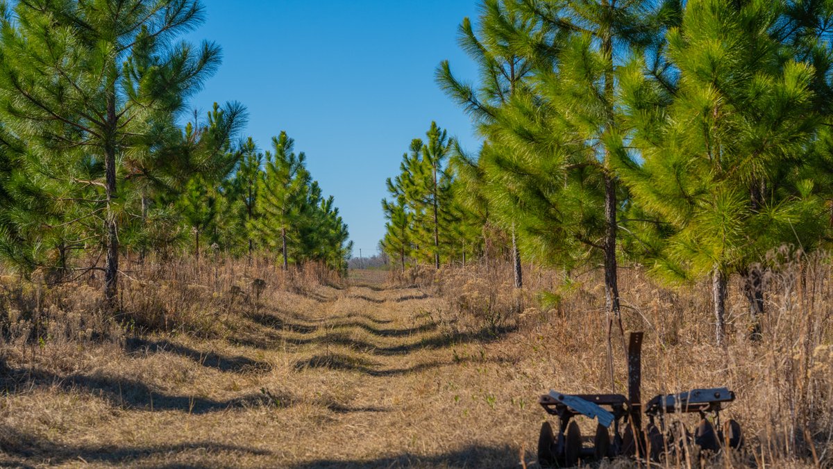 Image for 294+/- Acres – Hester Farm - Exceptional Hunting Opportunity - Versatile Farmland, Timber, & Ponds Offered Divided & as a Whole