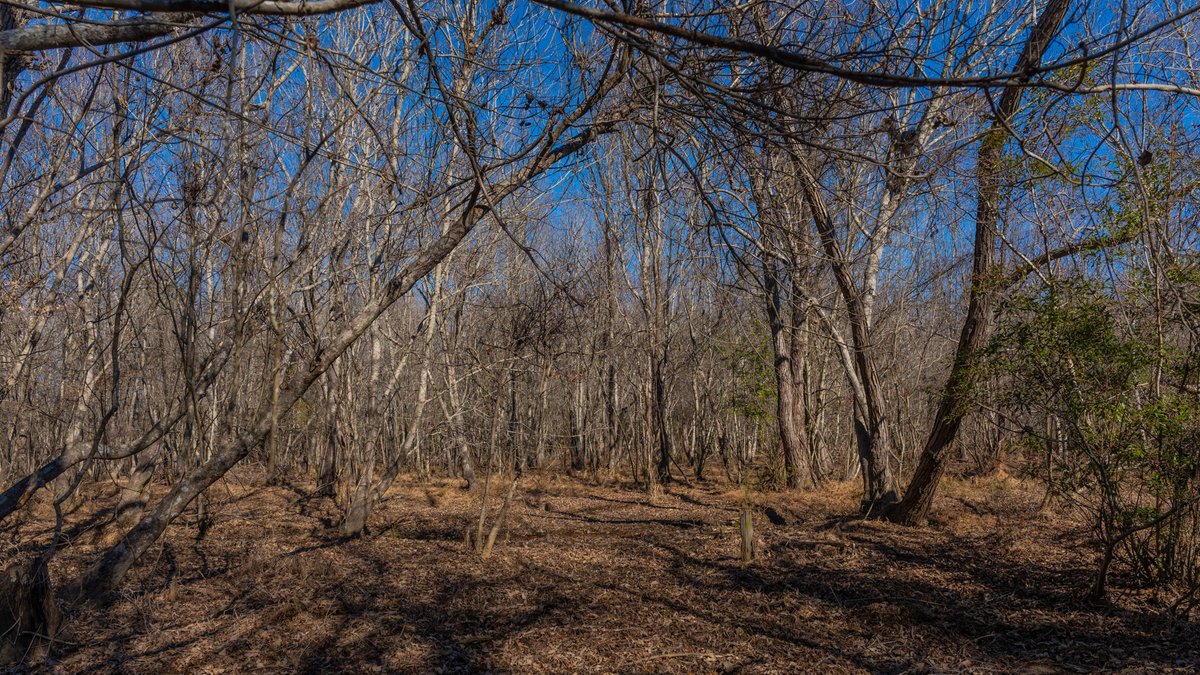 Image for 294+/- Acres – Hester Farm - Exceptional Hunting Opportunity - Versatile Farmland, Timber, & Ponds Offered Divided & as a Whole