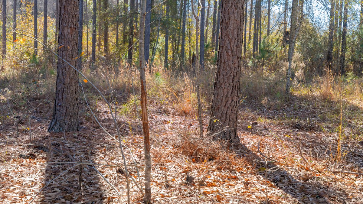 Image for 294+/- Acres – Hester Farm - Exceptional Hunting Opportunity - Versatile Farmland, Timber, & Ponds Offered Divided & as a Whole