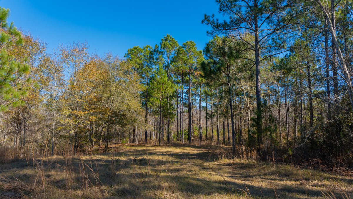 Image for 294+/- Acres – Hester Farm - Exceptional Hunting Opportunity - Versatile Farmland, Timber, & Ponds Offered Divided & as a Whole