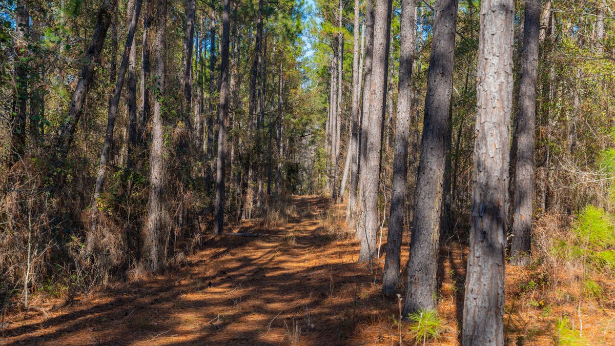 Image for 294+/- Acres – Hester Farm - Exceptional Hunting Opportunity - Versatile Farmland, Timber, & Ponds Offered Divided & as a Whole