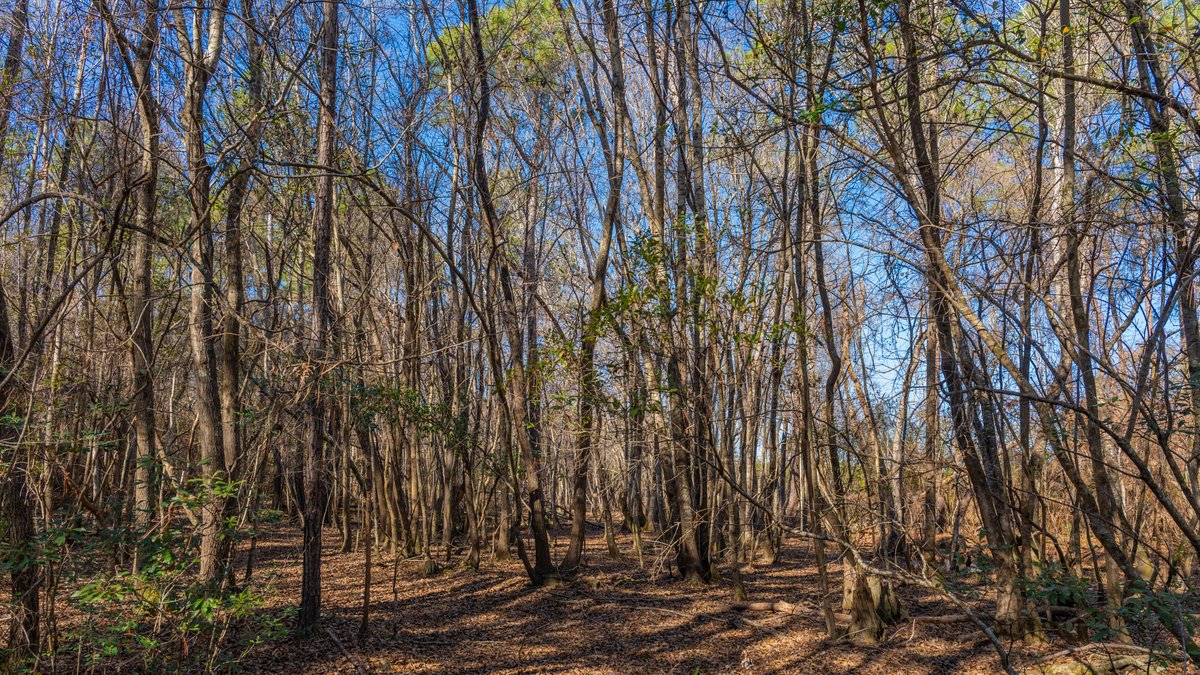 Image for 294+/- Acres – Hester Farm - Exceptional Hunting Opportunity - Versatile Farmland, Timber, & Ponds Offered Divided & as a Whole