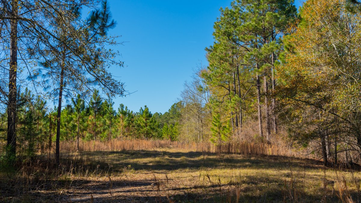 Image for 294+/- Acres – Hester Farm - Exceptional Hunting Opportunity - Versatile Farmland, Timber, & Ponds Offered Divided & as a Whole