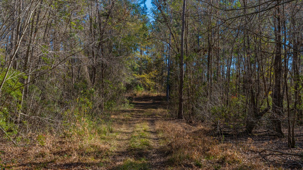 Image for 294+/- Acres – Hester Farm - Exceptional Hunting Opportunity - Versatile Farmland, Timber, & Ponds Offered Divided & as a Whole
