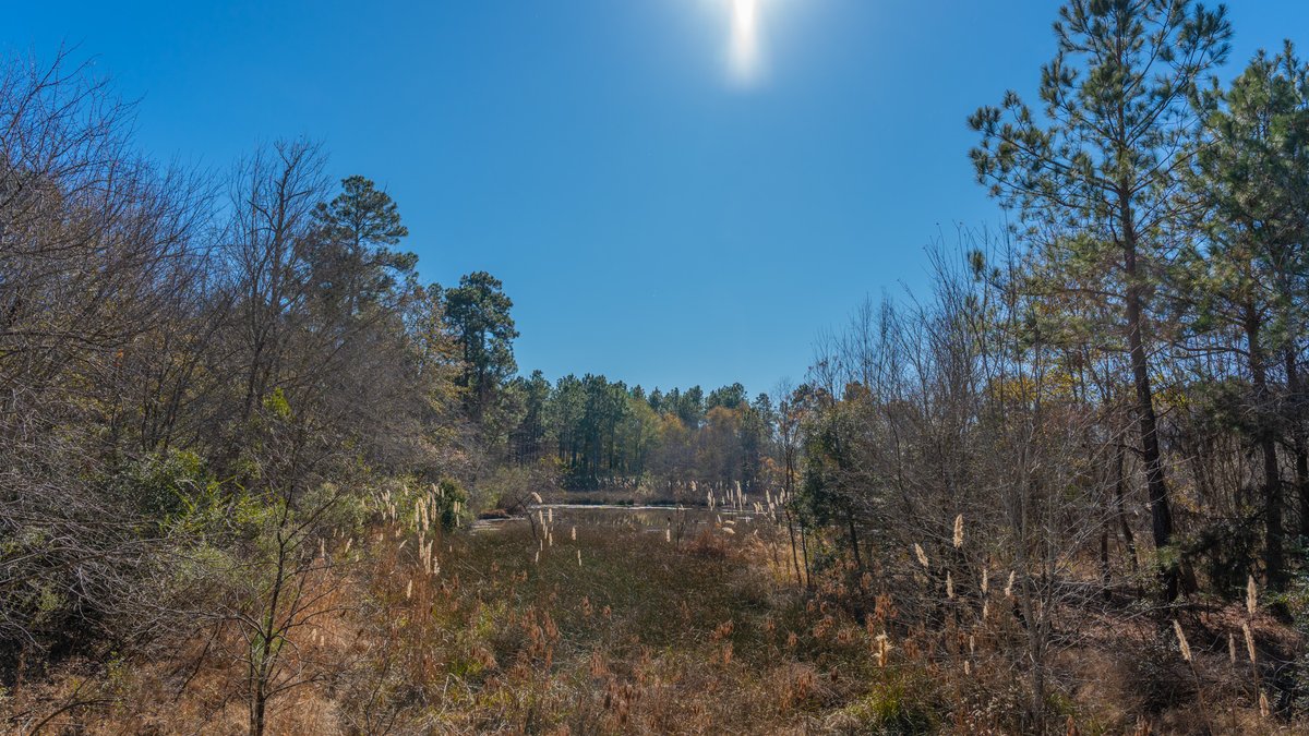 Image for 294+/- Acres – Hester Farm - Exceptional Hunting Opportunity - Versatile Farmland, Timber, & Ponds Offered Divided & as a Whole