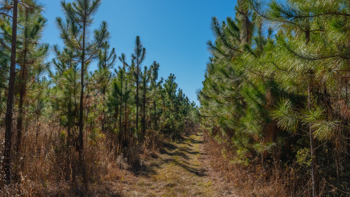 Image for 294+/- Acres – Hester Farm - Exceptional Hunting Opportunity - Versatile Farmland, Timber, & Ponds Offered Divided & as a Whole