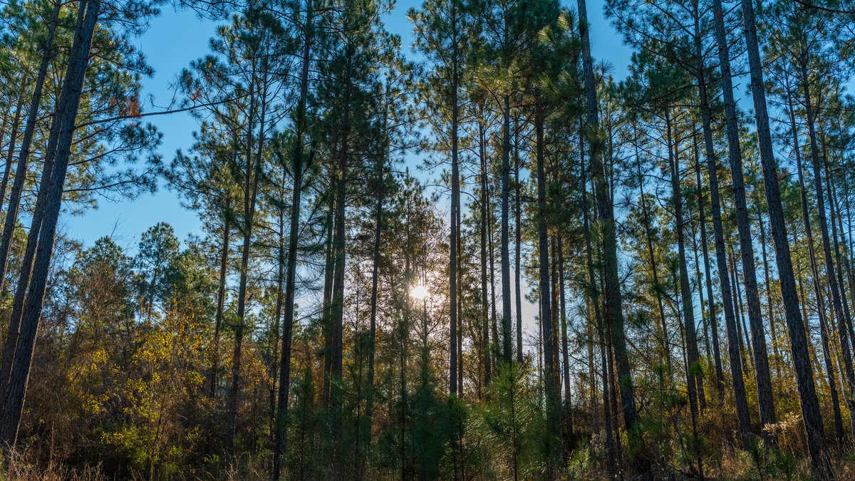 Image for 294+/- Acres – Hester Farm - Exceptional Hunting Opportunity - Versatile Farmland, Timber, & Ponds Offered Divided & as a Whole