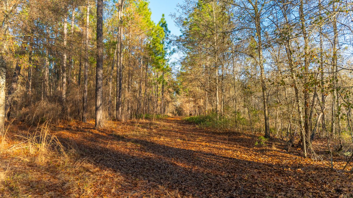 Image for 294+/- Acres – Hester Farm - Exceptional Hunting Opportunity - Versatile Farmland, Timber, & Ponds Offered Divided & as a Whole