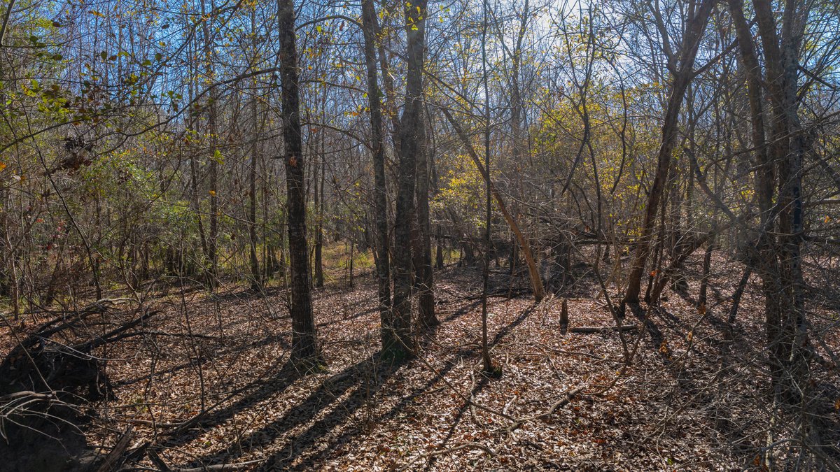 Image for 294+/- Acres – Hester Farm - Exceptional Hunting Opportunity - Versatile Farmland, Timber, & Ponds Offered Divided & as a Whole
