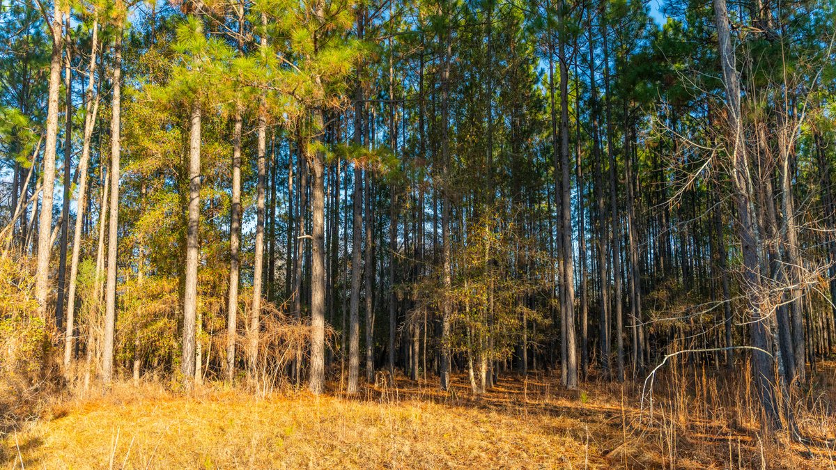Image for 294+/- Acres – Hester Farm - Exceptional Hunting Opportunity - Versatile Farmland, Timber, & Ponds Offered Divided & as a Whole