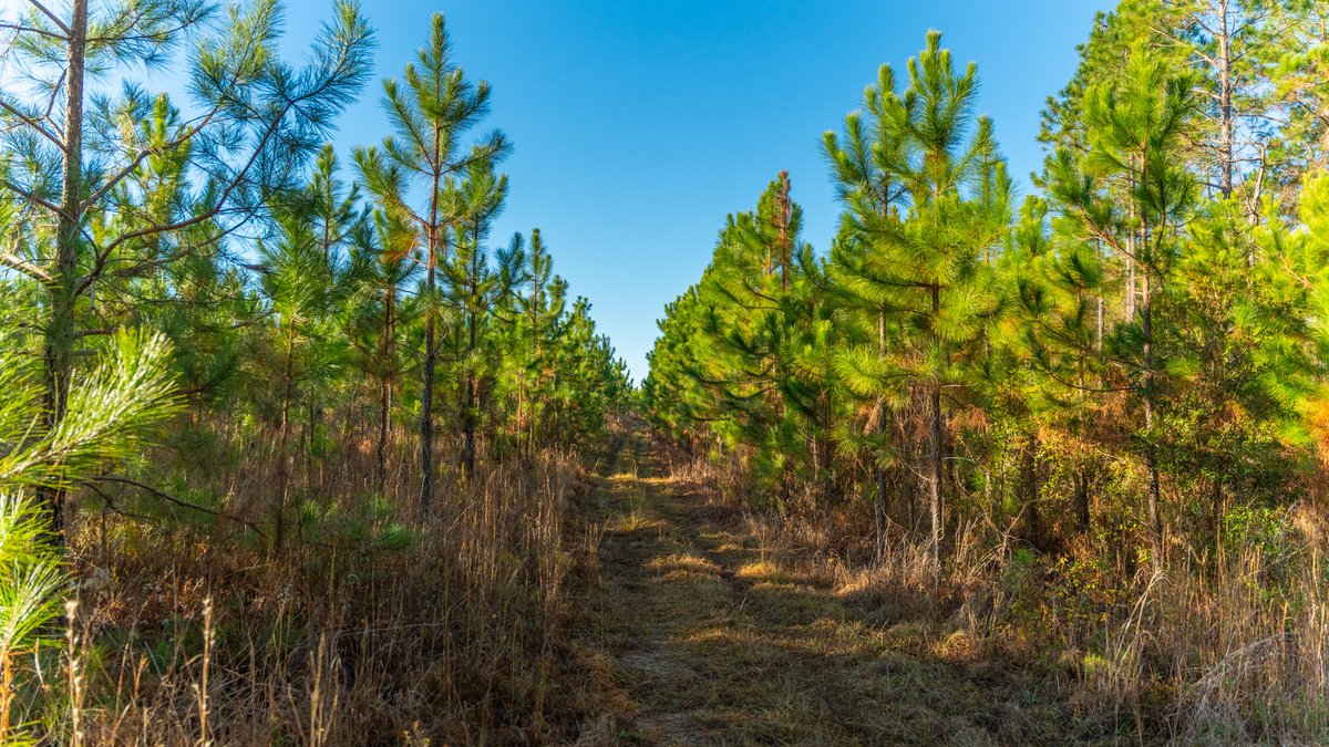 Image for 294+/- Acres – Hester Farm - Exceptional Hunting Opportunity - Versatile Farmland, Timber, & Ponds Offered Divided & as a Whole
