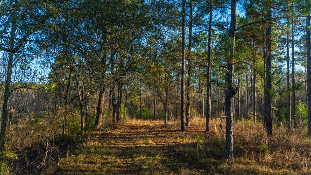 Image for 294+/- Acres – Hester Farm - Exceptional Hunting Opportunity - Versatile Farmland, Timber, & Ponds Offered Divided & as a Whole