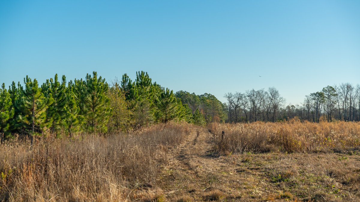 Image for 294+/- Acres – Hester Farm - Exceptional Hunting Opportunity - Versatile Farmland, Timber, & Ponds Offered Divided & as a Whole