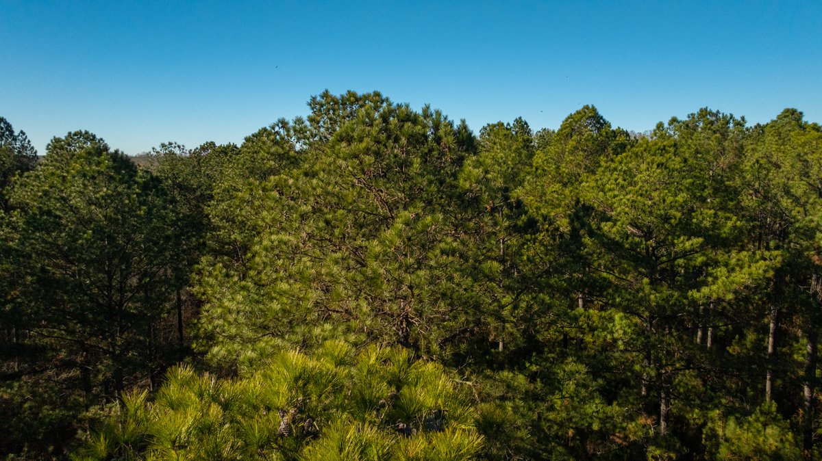 Image for Margaret Kenworthy Estate - 199+/- Total Acres - 1,760 SF Southern Charm Home - Planted Pine, Hardwoods & Pond - Echeconnee Creek Frontage