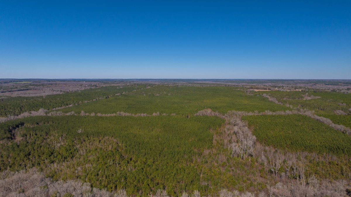 Image for 310± Total Acres - Simpson Tract - Planted Pines & Premium Hunting - Clear Creek Frontage