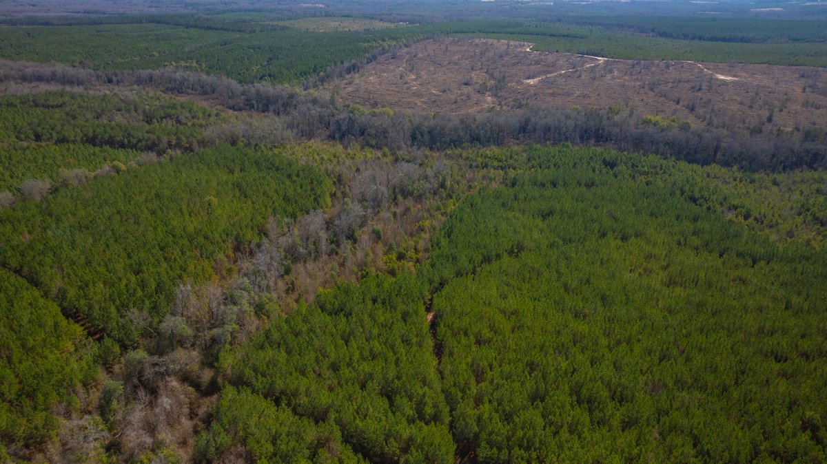 Image for 310± Total Acres - Simpson Tract - Planted Pines & Premium Hunting - Clear Creek Frontage