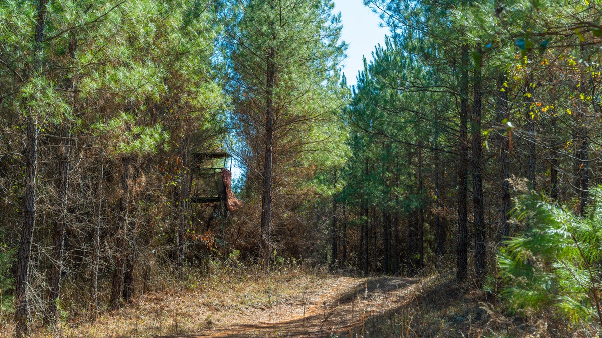 Image for 310± Total Acres - Simpson Tract - Planted Pines & Premium Hunting - Clear Creek Frontage
