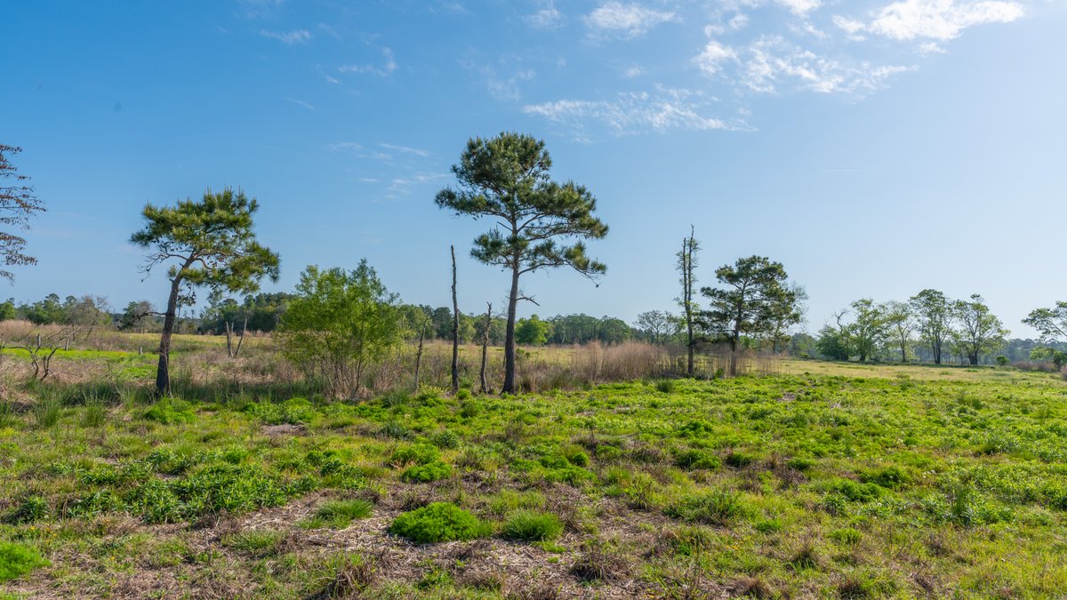 Image for Pasture Tract - Tison Estate - 109± Total Acres - Premium Row Crop Farmland - Fenced Pasture & Catch Pin - Excellent Worth County Location