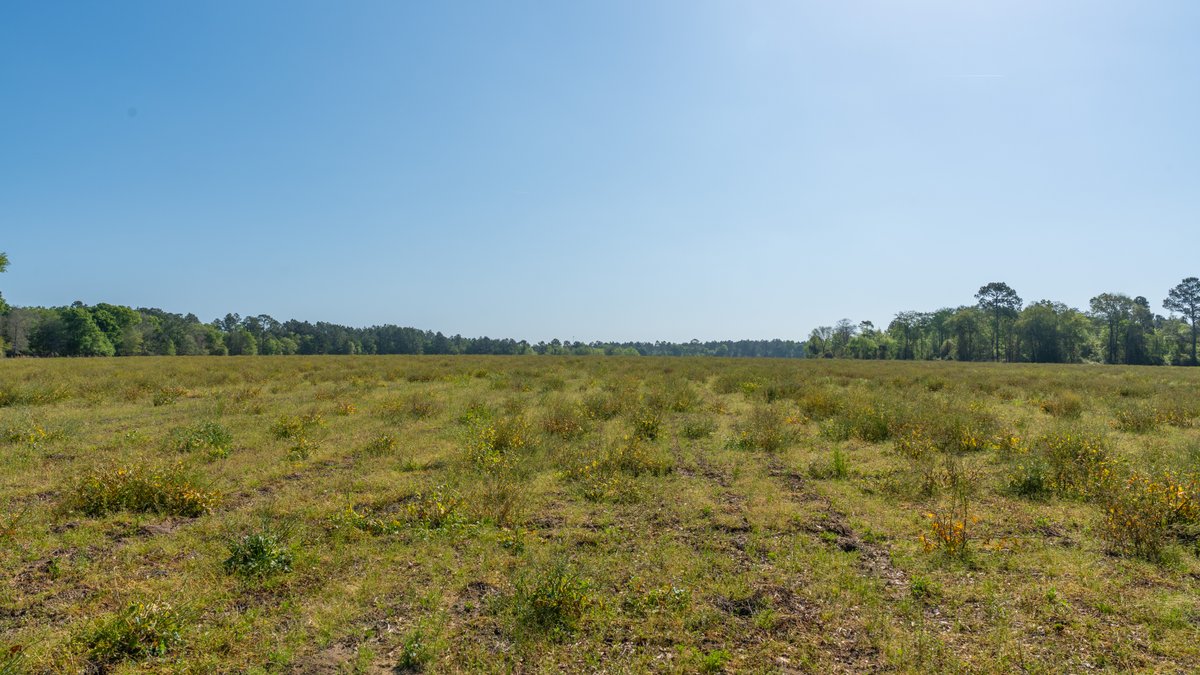 Image for Reynolds Tract - Tison Estate - 92.37± Total Acres - Premium Row Crop Farmland - Mixed Hardwoods - Located in Big Buck Country