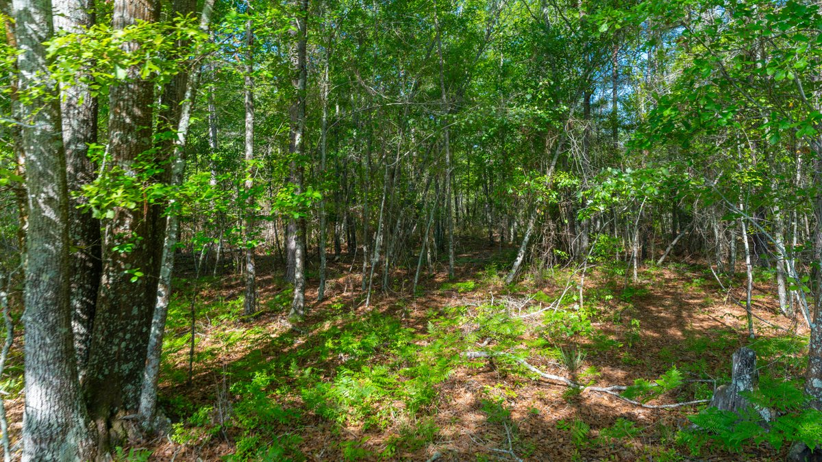 Image for Reynolds Tract - Tison Estate - 92.37± Total Acres - Premium Row Crop Farmland - Mixed Hardwoods - Located in Big Buck Country