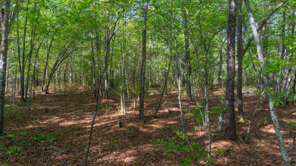 Image for Reynolds Tract - Tison Estate - 92.37± Total Acres - Premium Row Crop Farmland - Mixed Hardwoods - Located in Big Buck Country