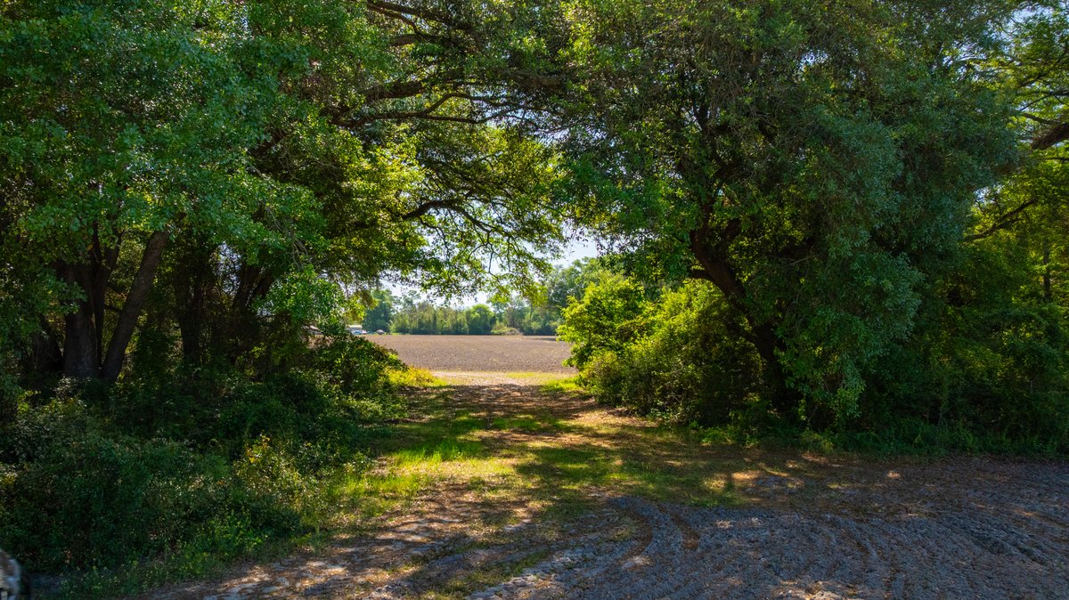 Image for Bells Tract - Tison Estate - 10.5± Total Acres - Excellent Homesite - Located in Big Buck Country - Crop Land & Mixed Hardwoods