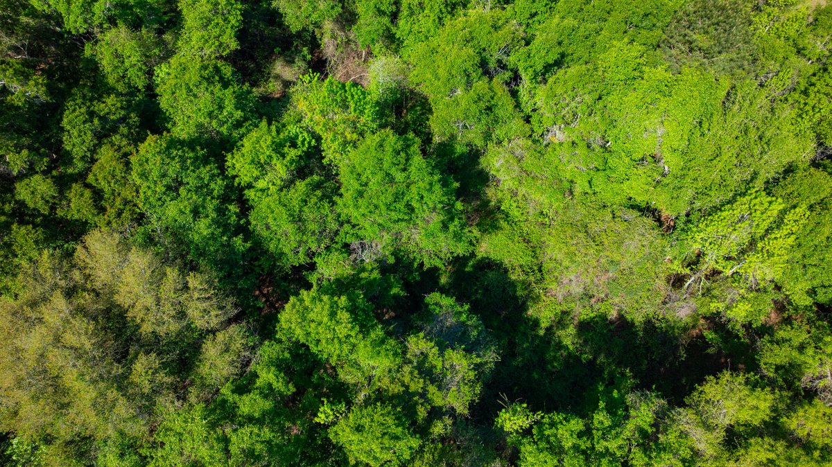 Image for Bells Tract - Tison Estate - 10.5± Total Acres - Excellent Homesite - Located in Big Buck Country - Crop Land & Mixed Hardwoods