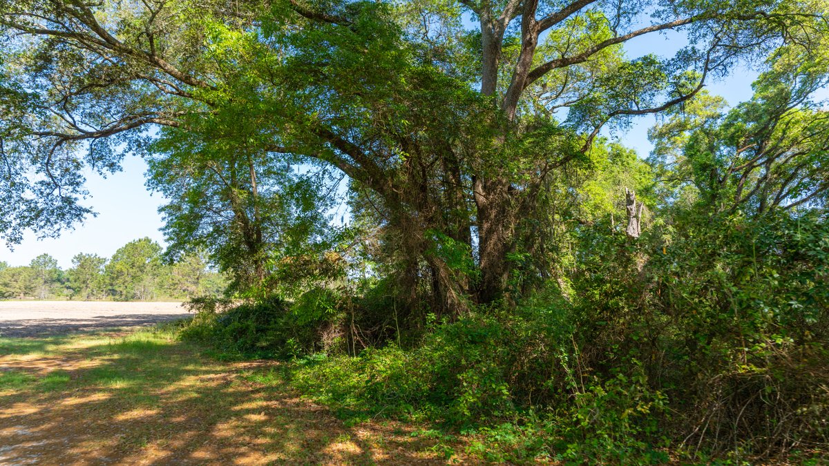 Image for Bells Tract - Tison Estate - 10.5± Total Acres - Excellent Homesite - Located in Big Buck Country - Crop Land & Mixed Hardwoods