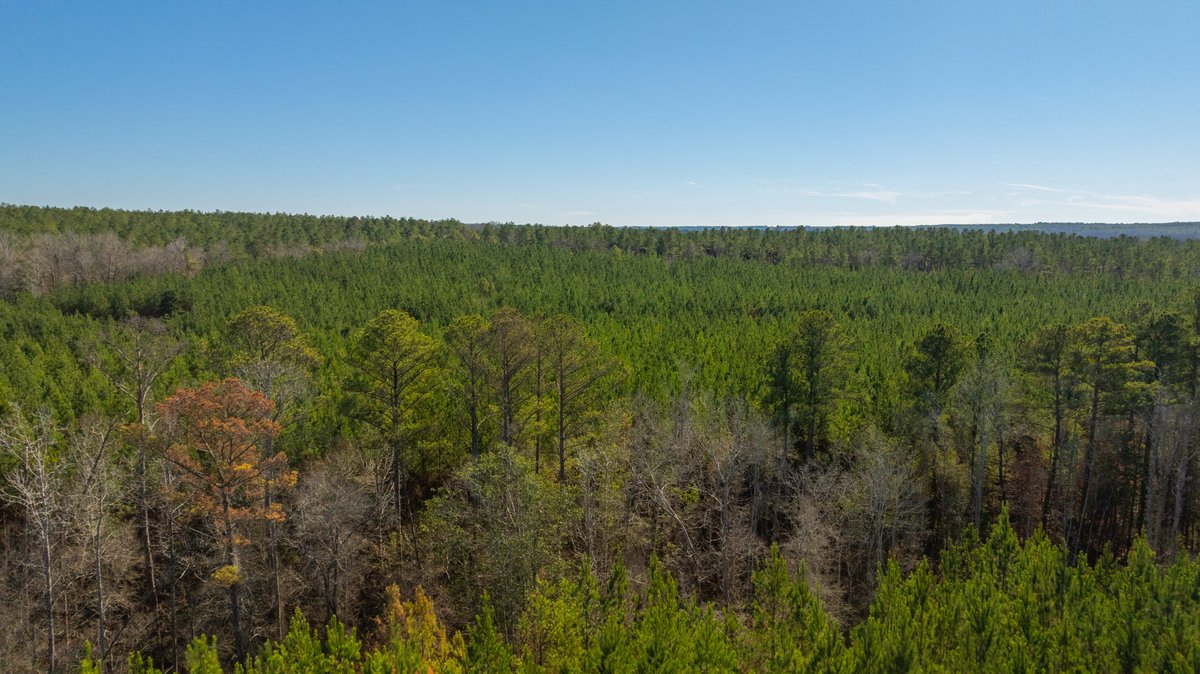 Image for 403± Total Acres - Minick Tract - Merchantable Planted Pine - Kinchafoonee Creek Frontage