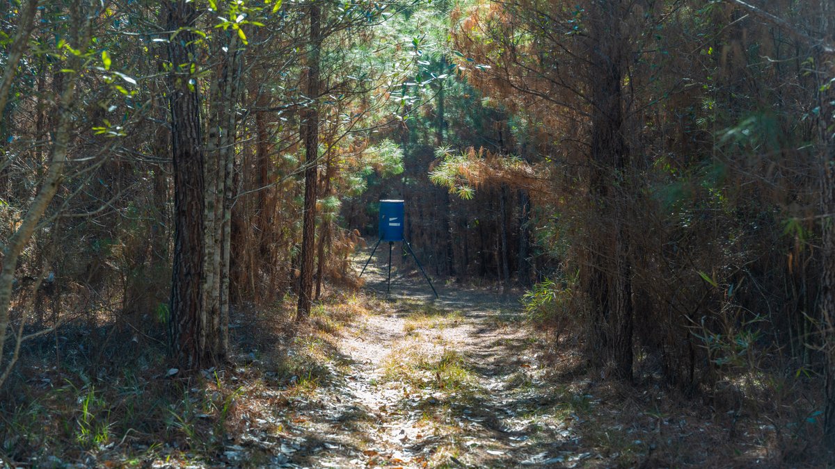 Image for 403± Total Acres - Minick Tract - Merchantable Planted Pine - Kinchafoonee Creek Frontage