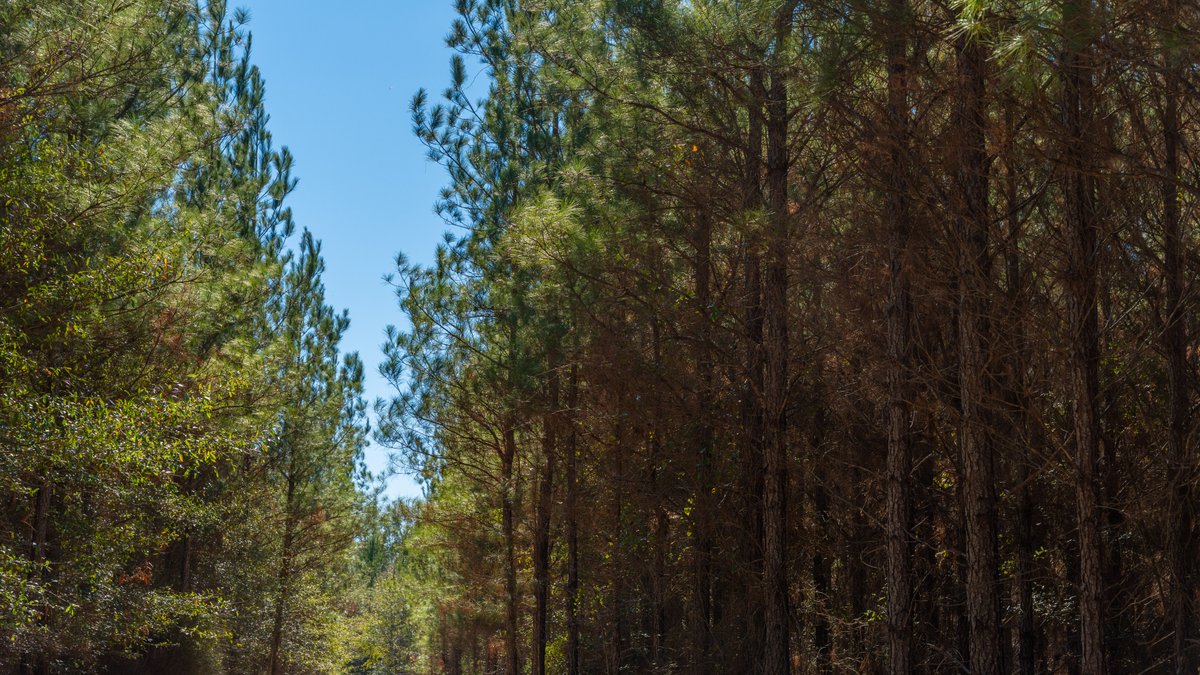 Image for 403± Total Acres - Minick Tract - Merchantable Planted Pine - Kinchafoonee Creek Frontage