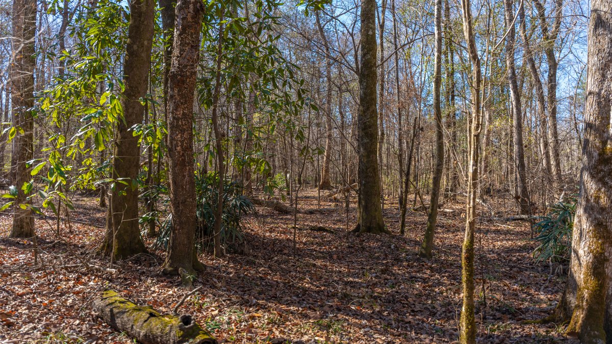 Image for 403± Total Acres - Minick Tract - Merchantable Planted Pine - Kinchafoonee Creek Frontage